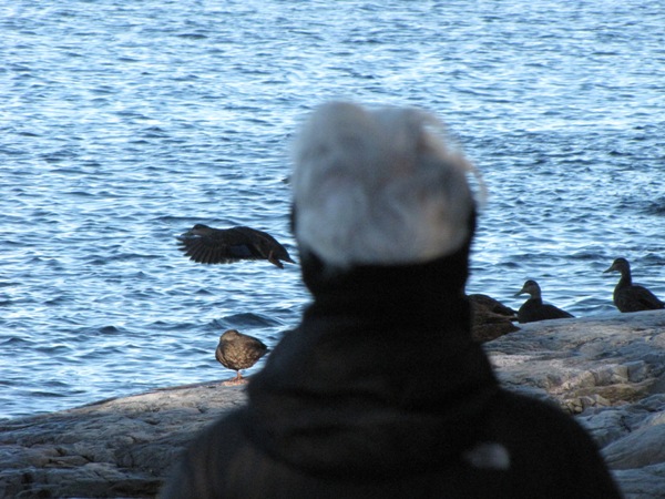 Lise parle aux canards